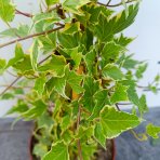 Brečtan popínavý (Hedera helix) ‘YELLOW RIPPLE’® - výška 20-40 cm, kont. C2L